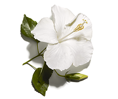 Hibiscus-olie Hibiscus-olie