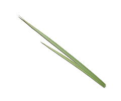 Essentiële citronella-olie Essentiële citronella-olie