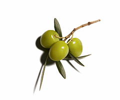 Olijvensqualaan Olijvensqualaan